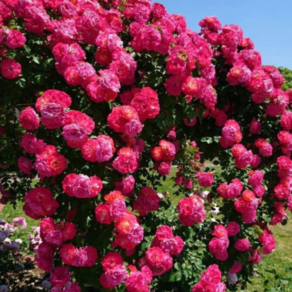 Rose Flower Seeds - Image 4